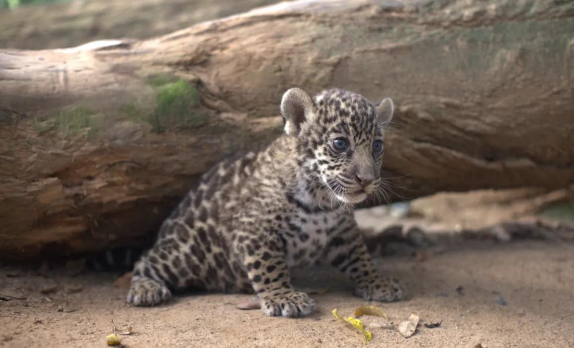 Bioparque Hoteles Cafam Bioparque Hoteles Cafam