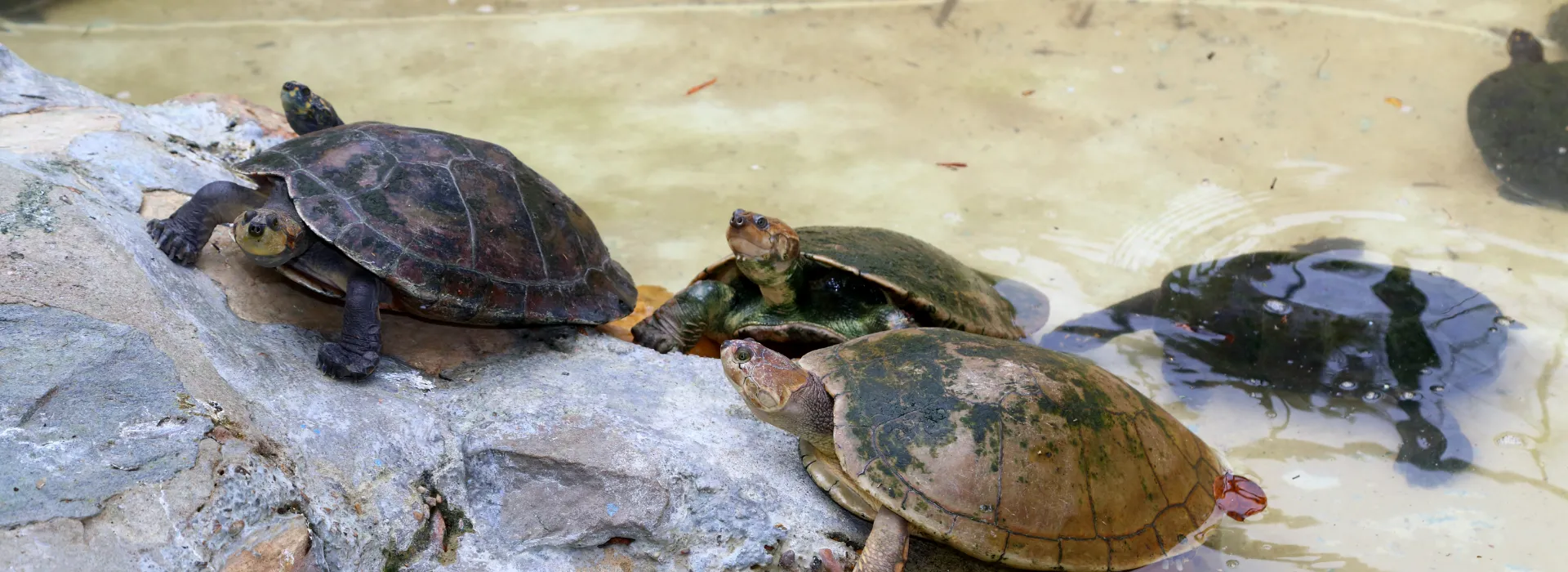 Casas Vacacionales  Melgar  Casas Vacacionales  Melgar